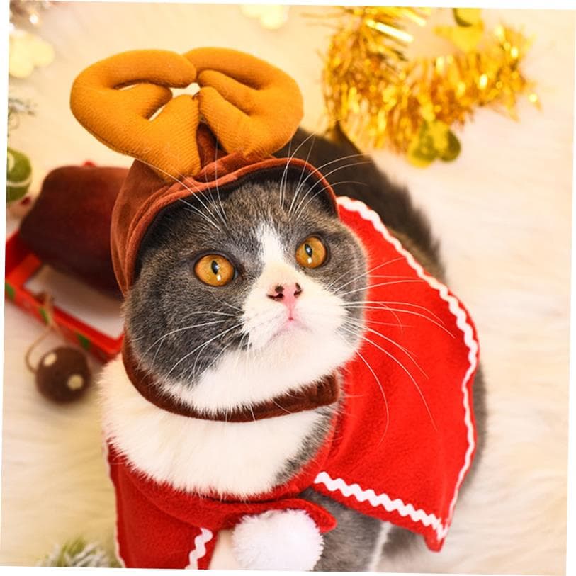 ネイビーコーデ に映える！猫ちゃんの赤いクリスマスコスプレ服で華やかペットコーデ