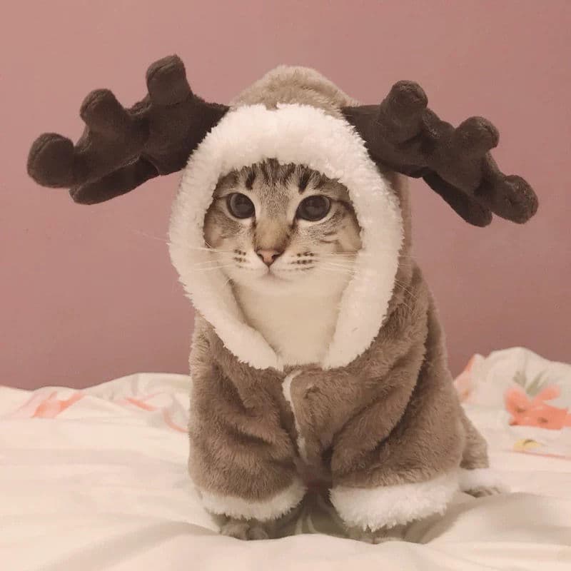 ネイビーコーデ 冬の主役になれる！もこもこトナカイ風ペット服