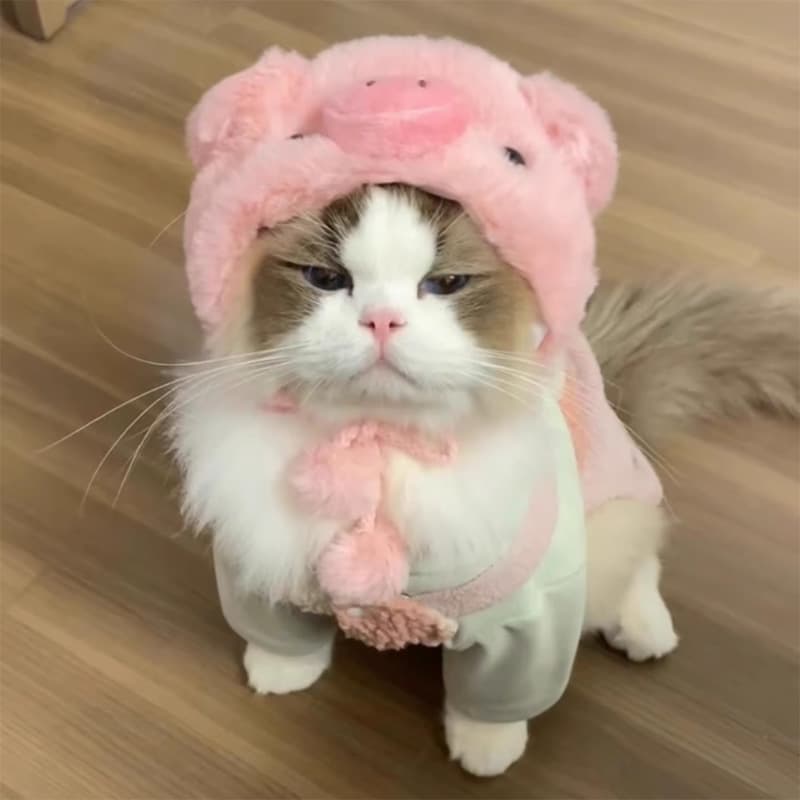ネイビーコーデ に映えるピンクのぶたさんコスプレ♪ ふわもこ可愛いペット服