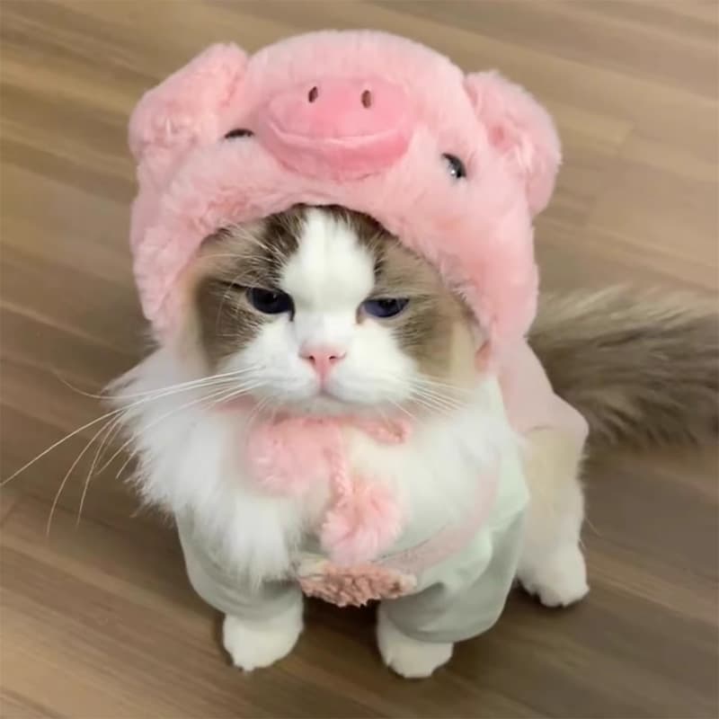 ネイビーコーデ に映えるピンクのぶたさんコスプレ♪ ふわもこ可愛いペット服